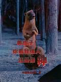 黄皮子你看我像人还是像神?
